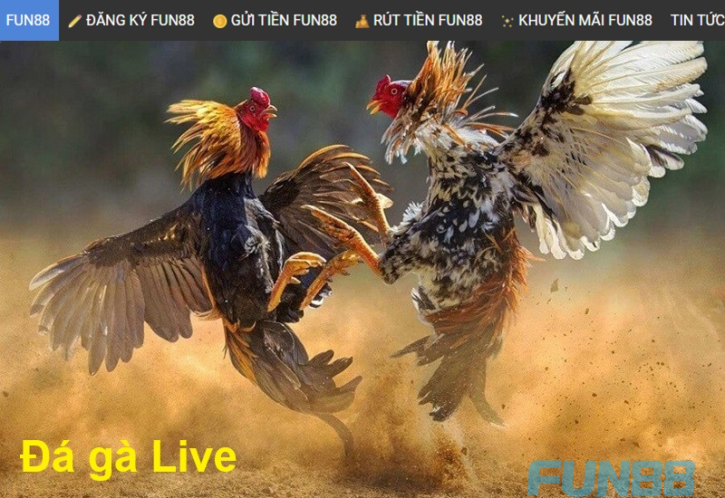 Đá gà Live - Đá gà trực tuyến là gì?