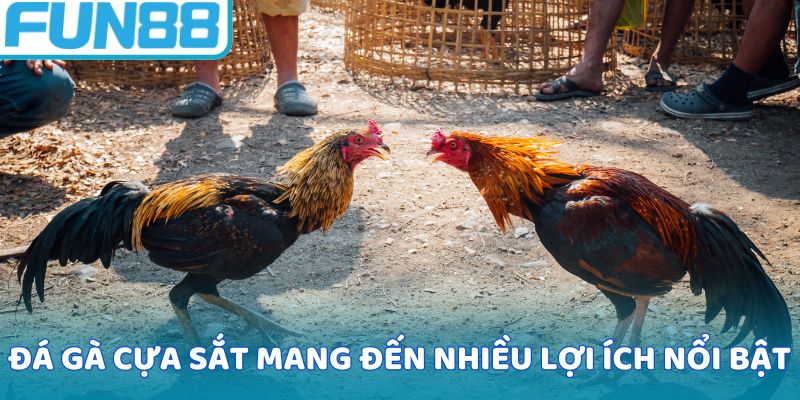 Vài Đá gà cựa sắt mang đến nhiều lợi ích nổi bậttổng quan về đá gà cựa sắt