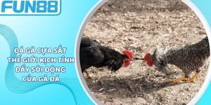 Đá Gà Cựa Sắt