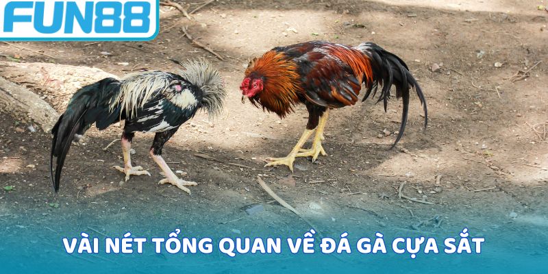 Vài nét tổng quan về đá gà cựa sắt