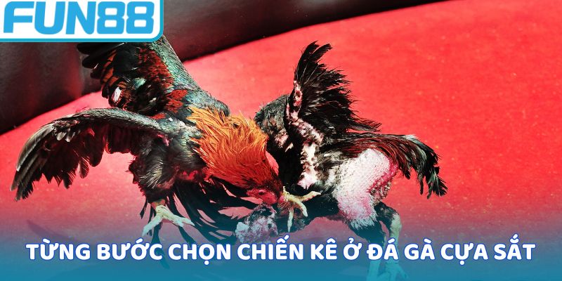 Từng bước chọn chiến kê ở đá gà cựa sắt