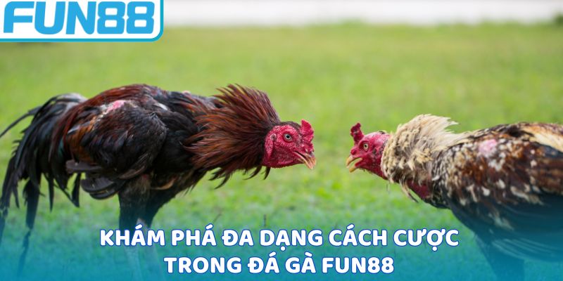 Khám phá đa dạng cách cược trong đá gà Fun88