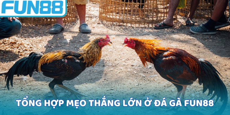 Tổng hợp mẹo thắng lớn ở đá gà Fun88