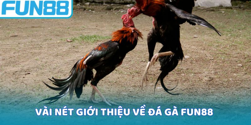 Vài nét giới thiệu về đá gà Fun88