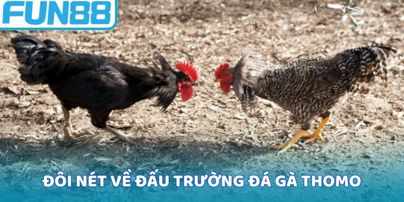 Vài nét về đấu trường đá gà thomo