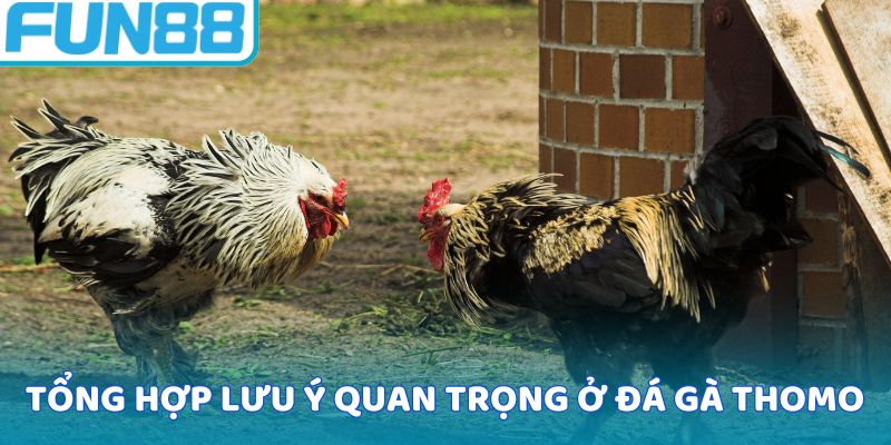 Tổng hợp lưu ý quan trọng ở đá gà thomo