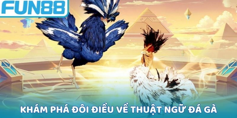 Khám phá đôi điều về thuật ngữ đá gà