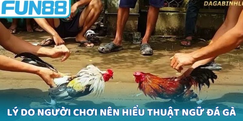 Nguyên do người chơi nên hiểu thuật ngữ đá gà