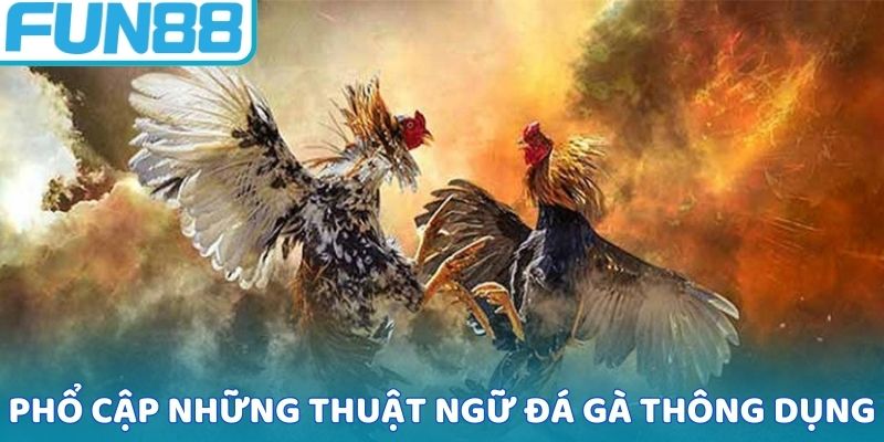 Phổ cập những thuật ngữ đá gà thông dụng
