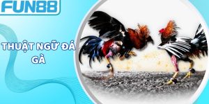 Thuật Ngữ Đá Gà