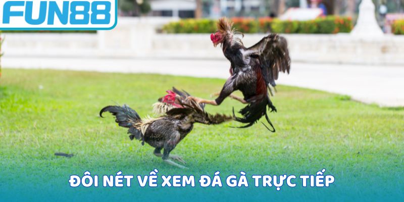 Đôi nét về xem đá gà trực tiếp
