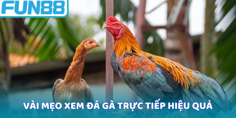 Vài mẹo xem đá gà trực tiếp hiệu quả