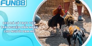 Xem Đá Gà Trực Tiếp