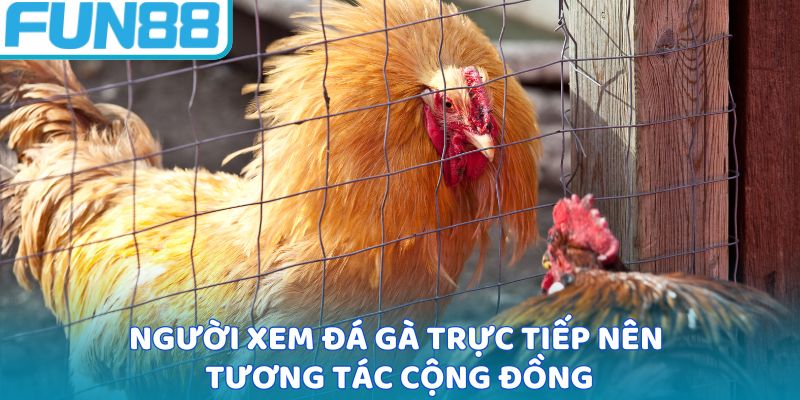 Người xem đá gà trực tiếp nên tương tác cộng đồng
